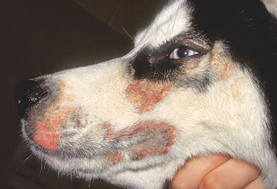 アレルギー体質の犬、犬のアトピー